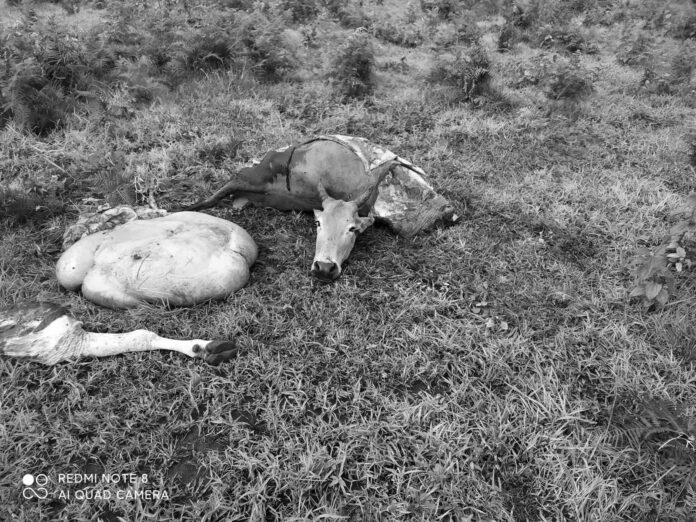 signal-2024-07-25-150632_005