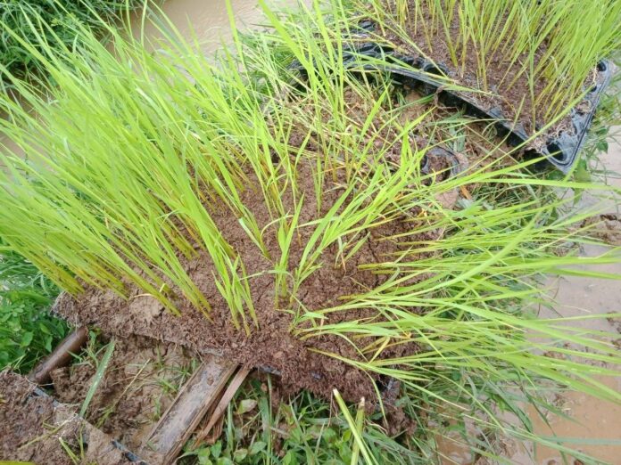 signal-2025-07-24-112911_005