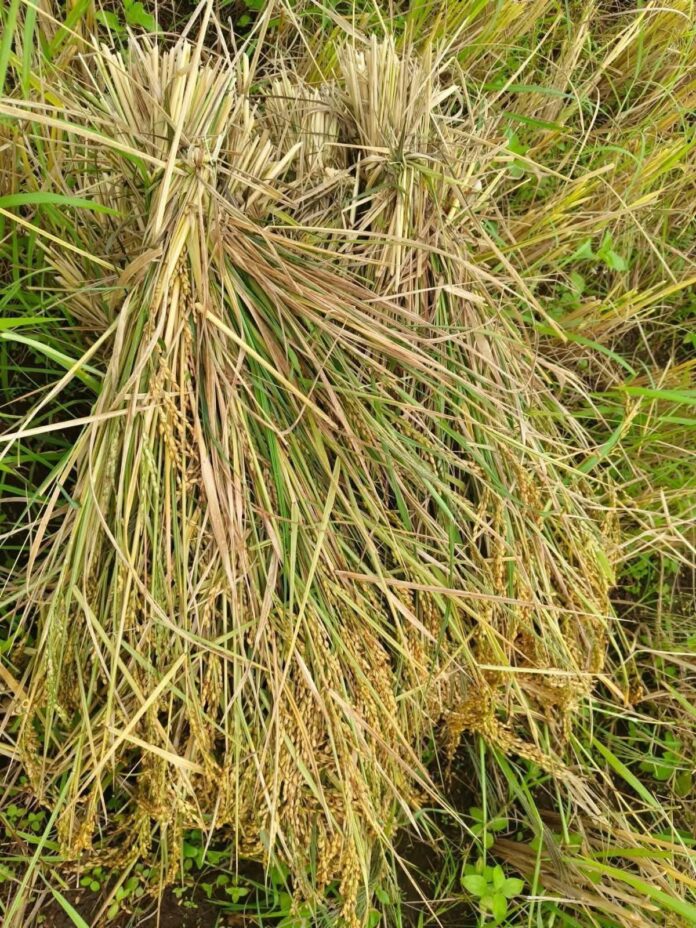 signal-2025-11-19-145956_002