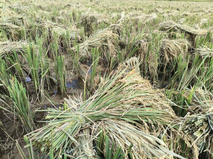 signal-2026-01-16-140958_003